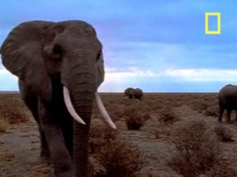 Coming of Age with Elephants
