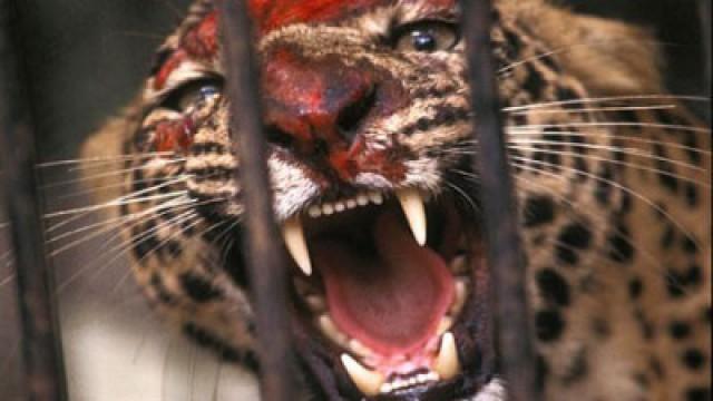 Killer Cats