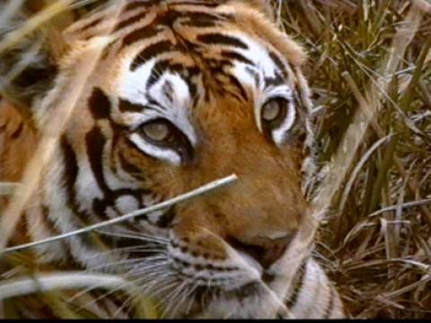 Tiger's Eye