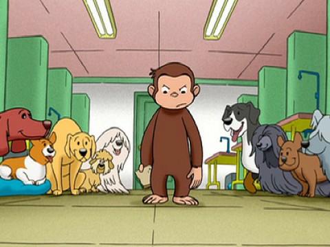 Curious George, Dog Counter