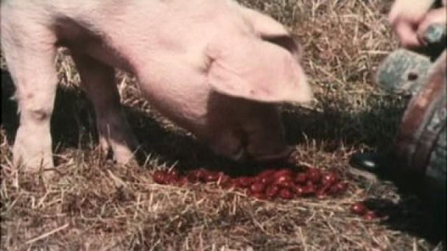Als Michel die Tiere mit Kirschen fütterte