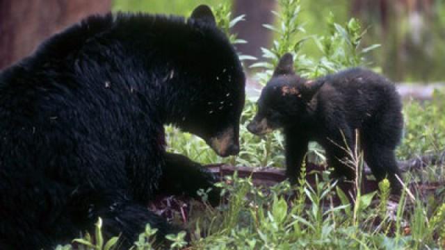 Bringing Up Baby - The Natural History of a Mother's Love