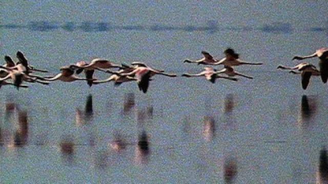 Okavango, Jewel of the Kalahari: Search for the Jewel