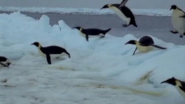 Penguins of the Antarctic