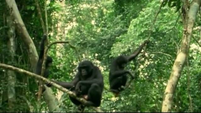 Bonobo: Missing in Action