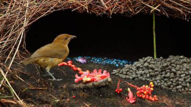 Bowerbirds: The Art of Seduction