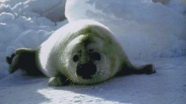 Seals: Invaders of the Sea