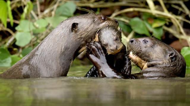 Giant Otters of the Amazon