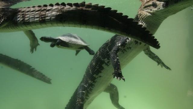 Amazonia's Giant Jaws