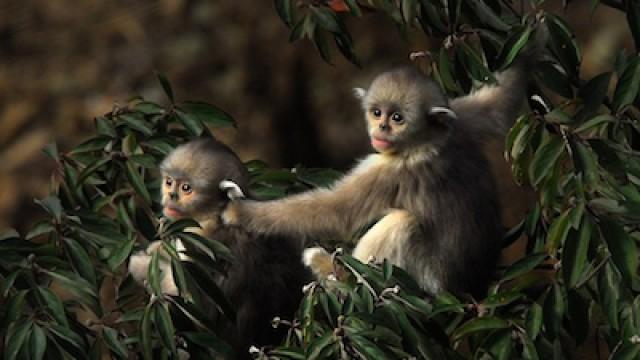 China's Golden Monkeys