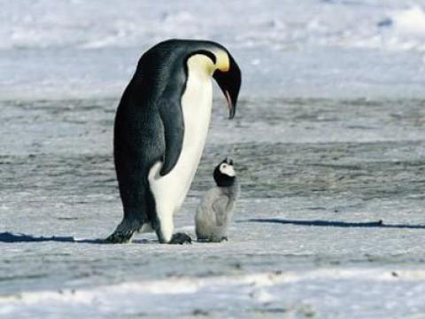 March Of The Penguins