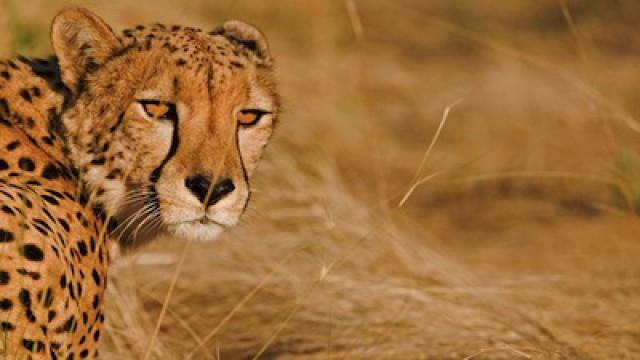 Cheetahs in a Hot Spot