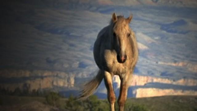 Cloud: Wild Stallion of the Rockies