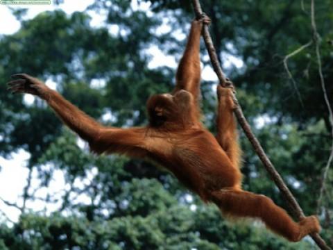 Orangutans: Just Hangin' On