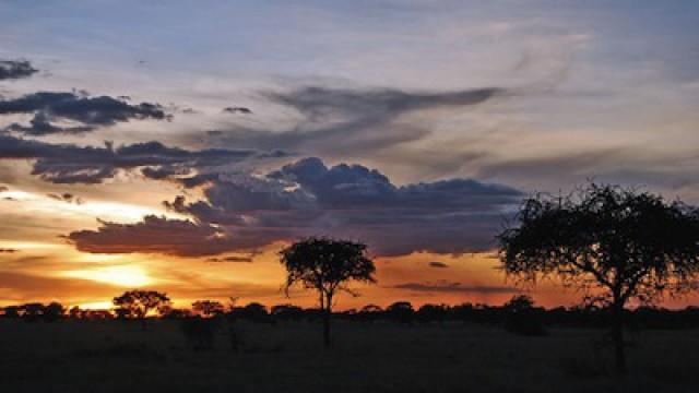 Serengeti Stories