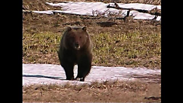 The Good, the Bad and the Grizzly