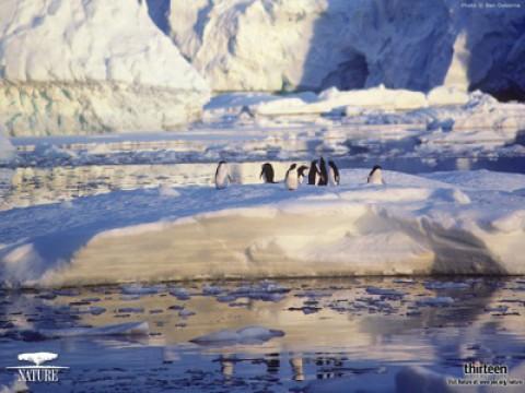 Penguins of the Antarctic