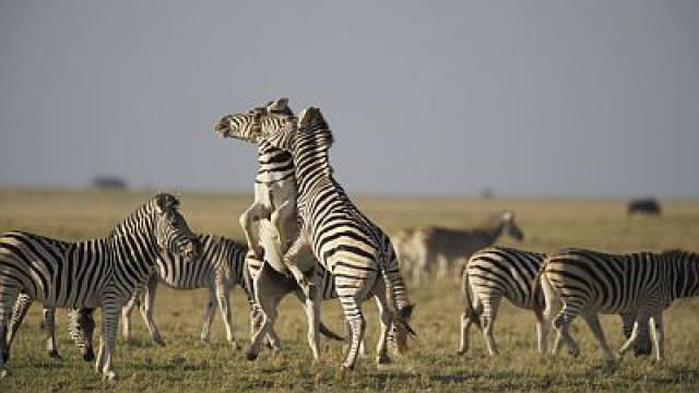 Great Zebra Exodus