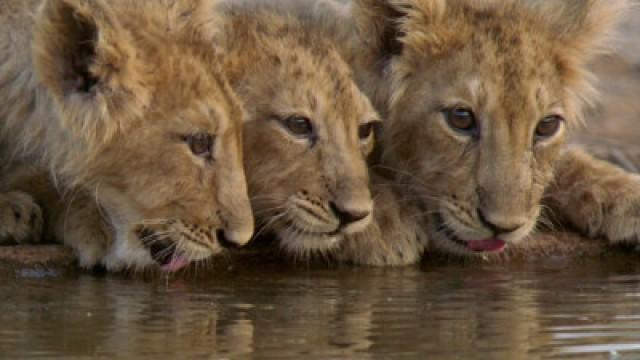 India's Wandering Lions