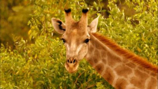 Giraffes: Africa's Gentle Giants