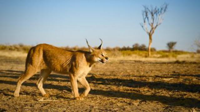 The Story of Cats: Asia to Africa