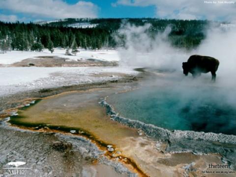 Christmas in Yellowstone