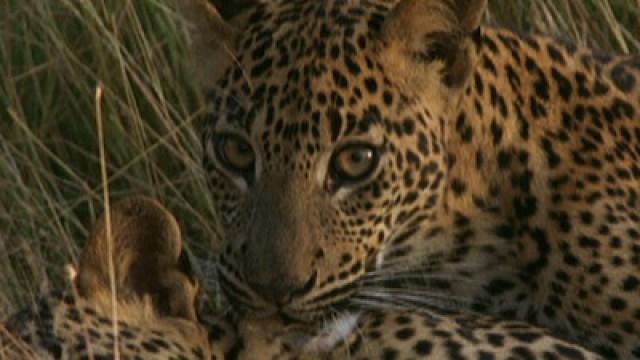 Leopards of Yala