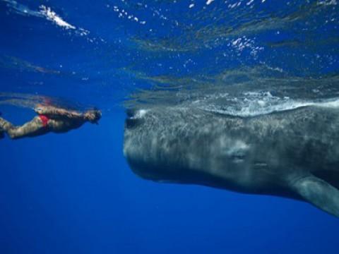 Jimmy and the Whale Whisperer