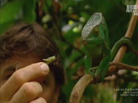 Reptiles of the Lost Continent (Madagascar)