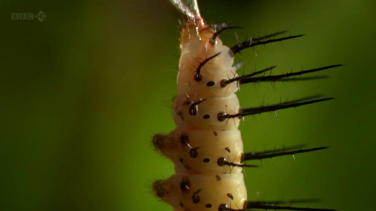 Secrets of Our Living Planet