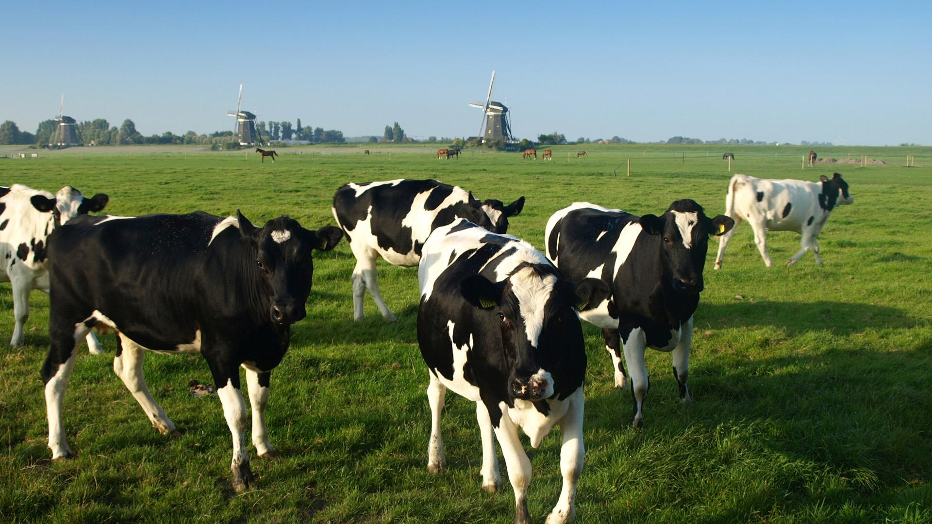 Boer zoekt vrouw