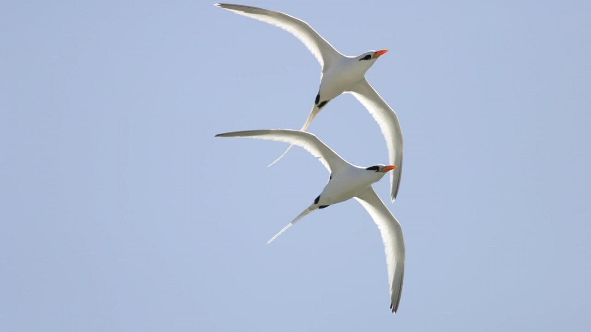 Winged Migration