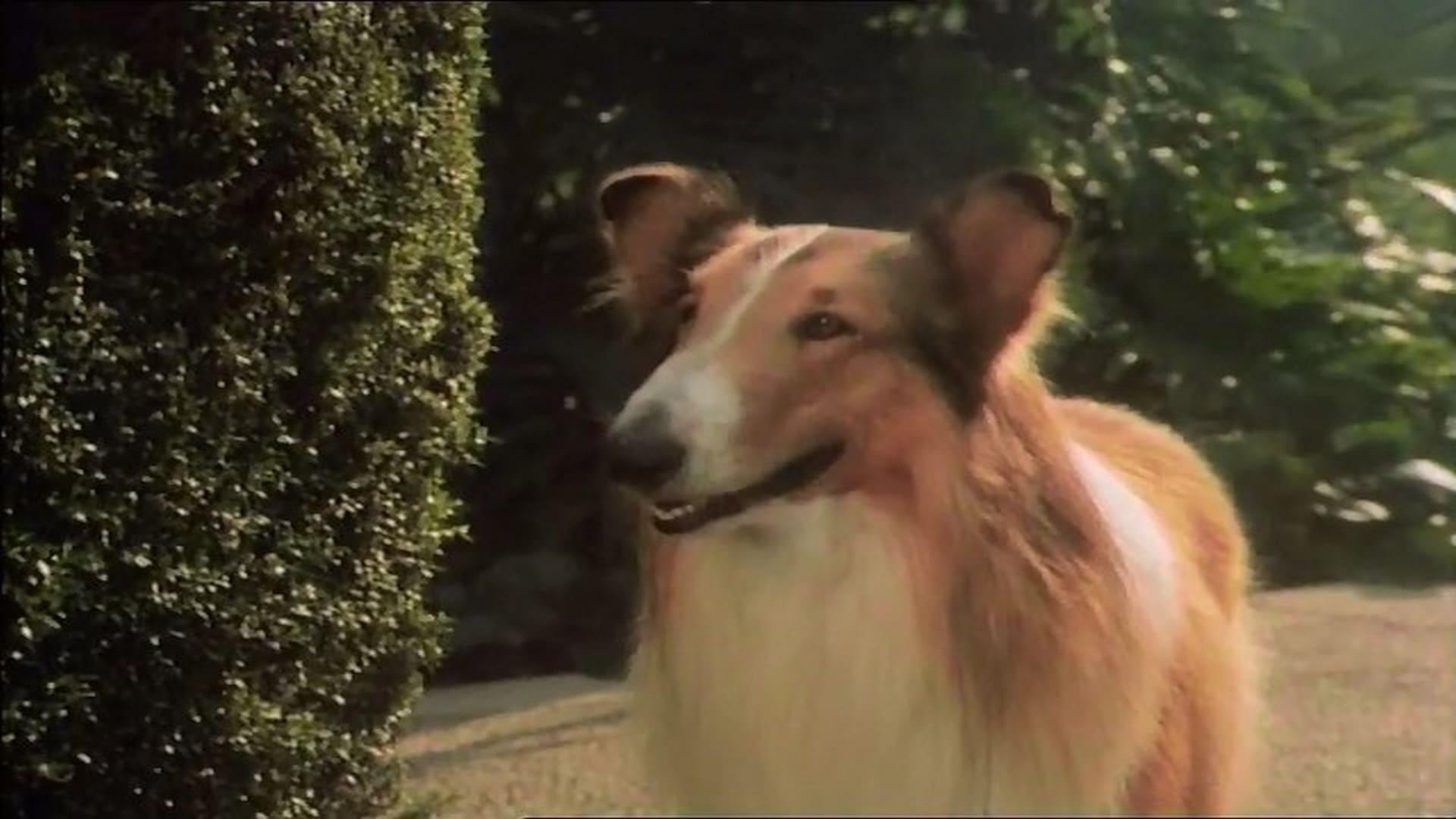 The Magic of Lassie