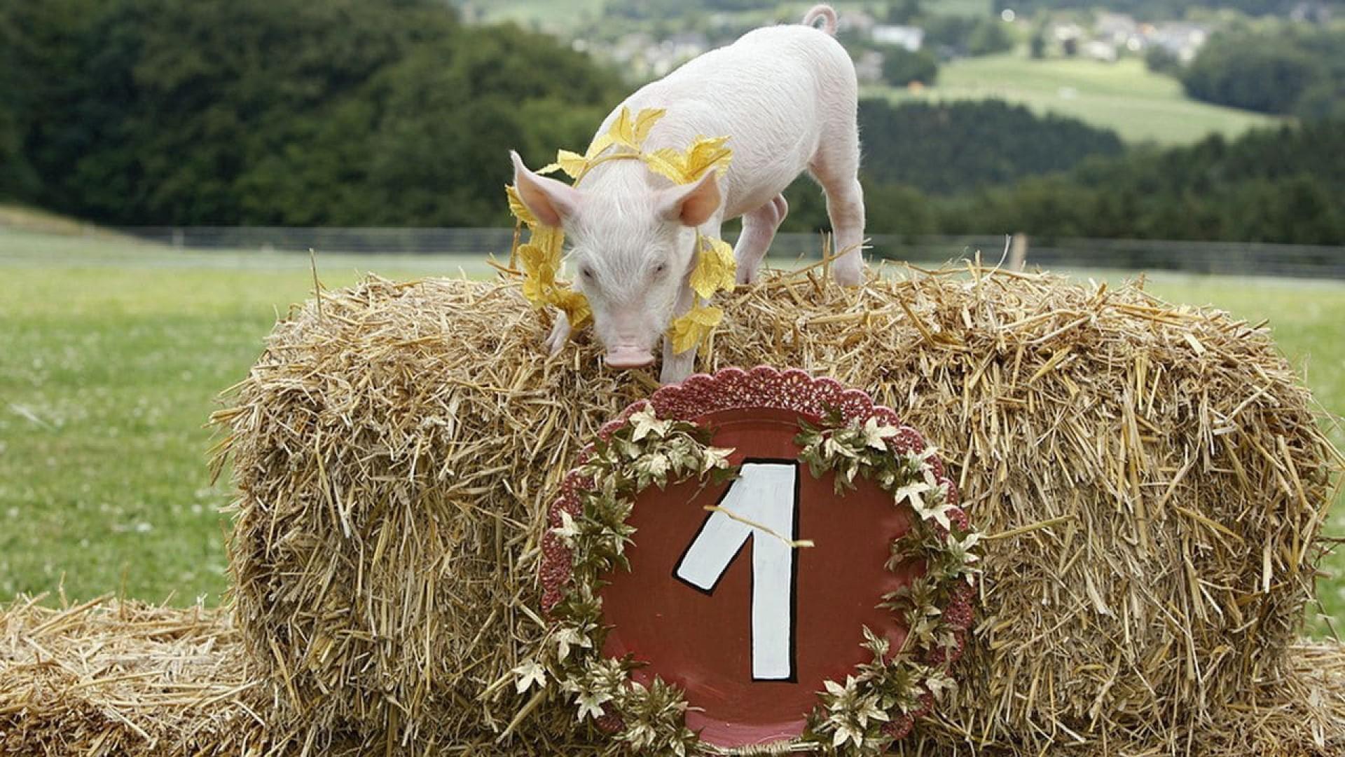 Rudy, the Racing Pig