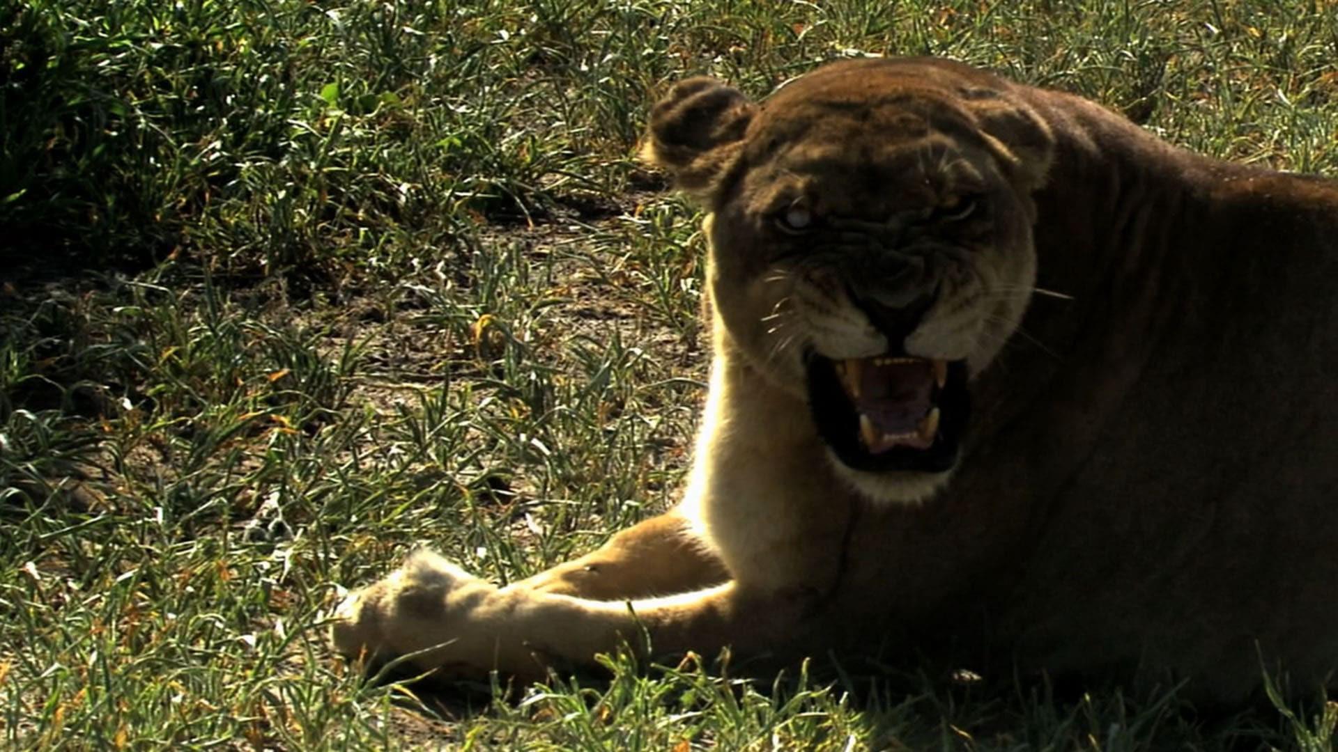 The Last Lions
