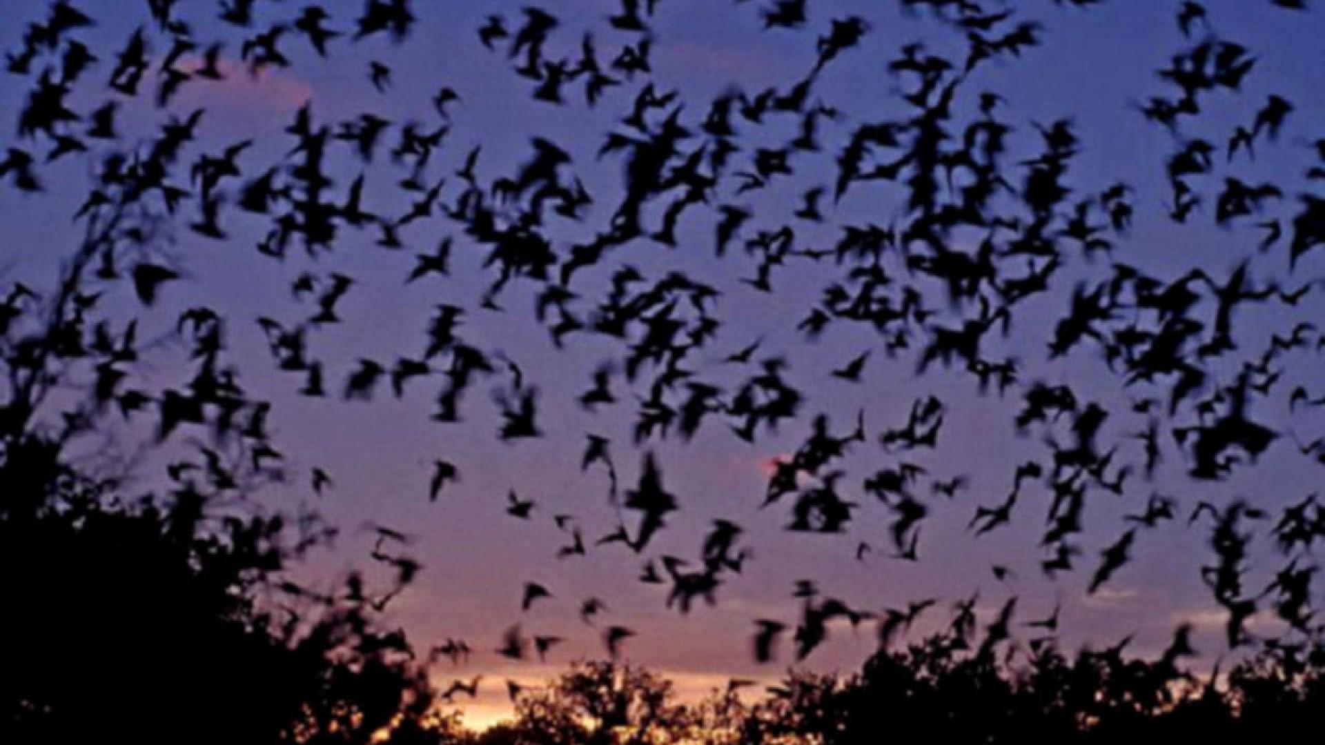 Bats: Human Harvest