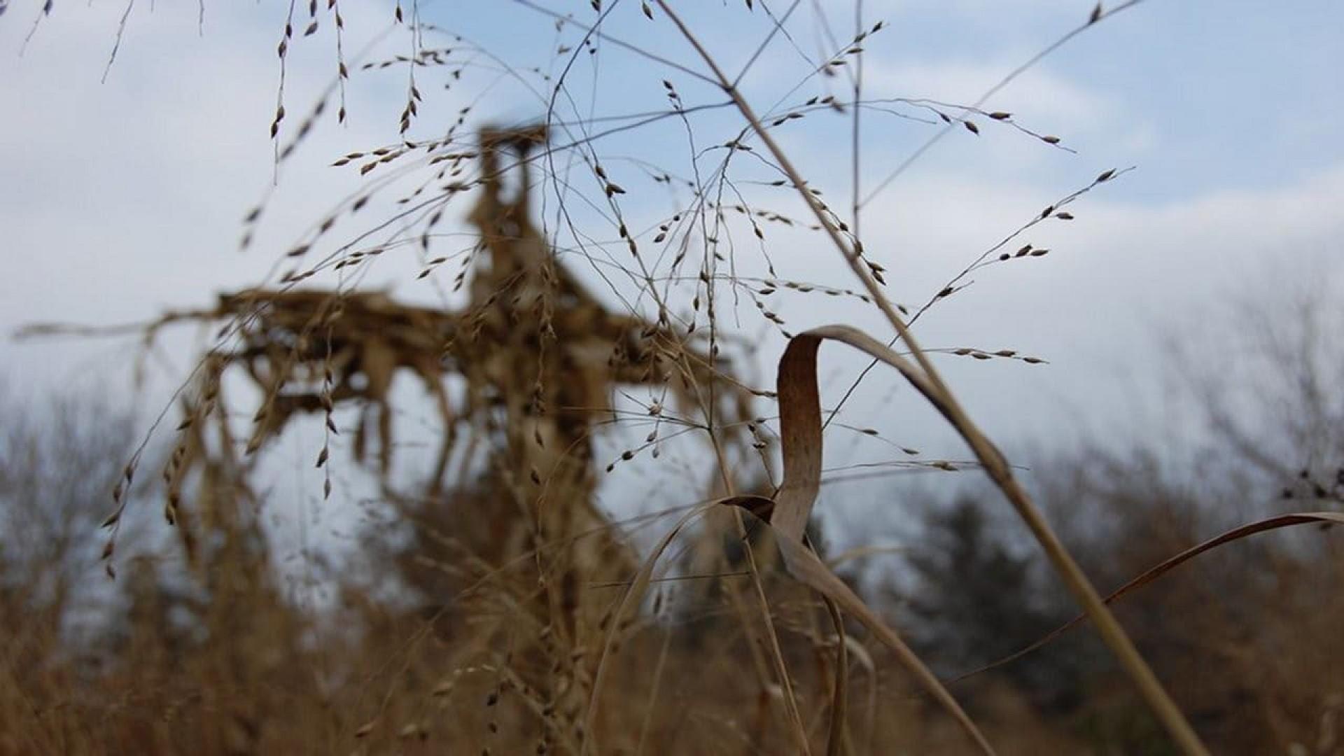 Children of the Corn IV: The Gathering