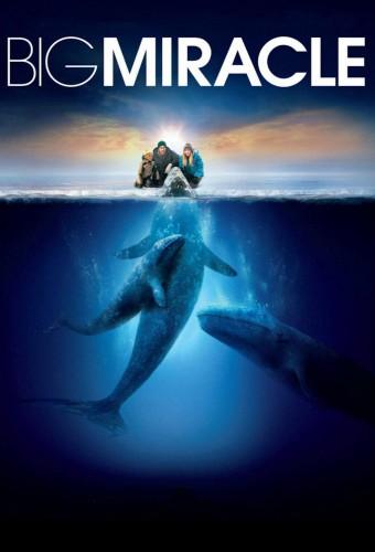 Big Miracle