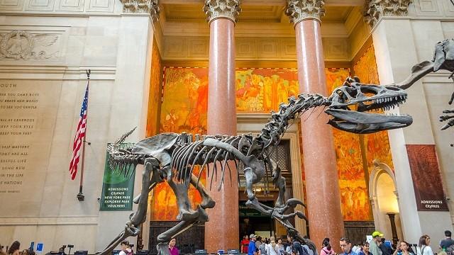 American Museum of Natural History - New York