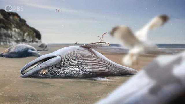 How the Andes Mountains Might Have Killed a Bunch of Whales