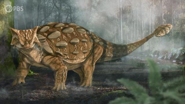 How Ankylosaurs Got Their Clubs