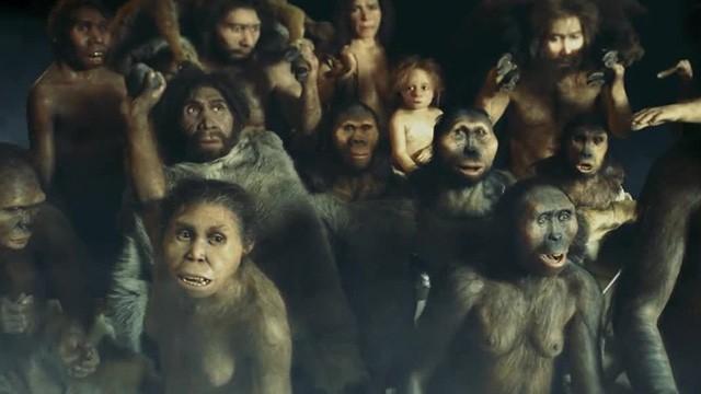 Nos ancêtres les hominidés