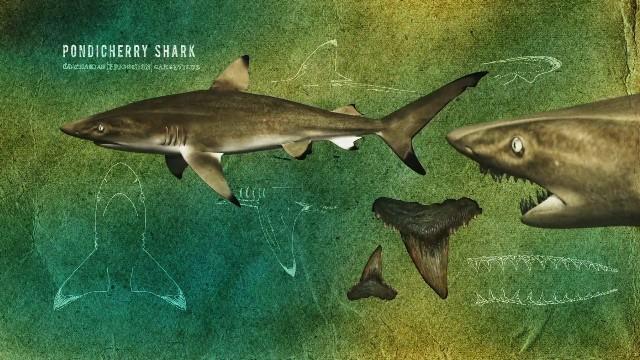 The Pondicherry Shark AKA The Lost Shark