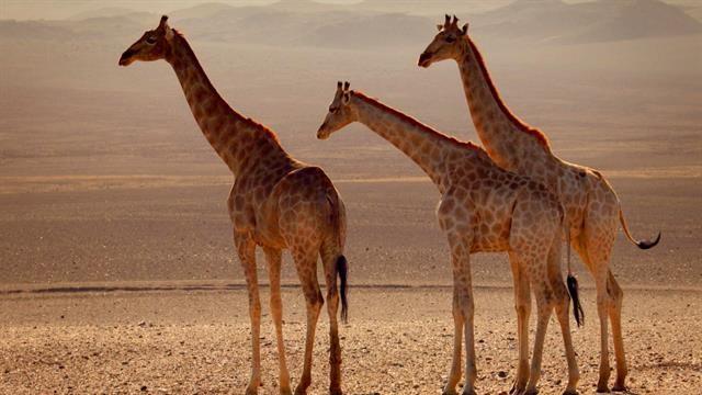 Africa