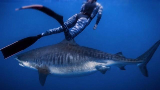 World's Biggest Tiger Shark?