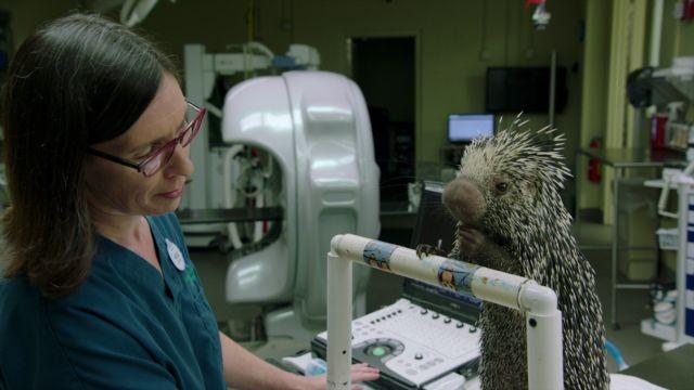 Dr. Natalie Mylniczenko: Veterinarian