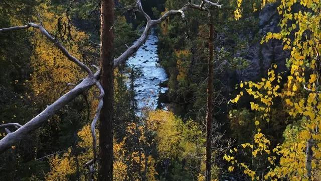 Oulanka ja Paanajärvi: luonnon parantava voima