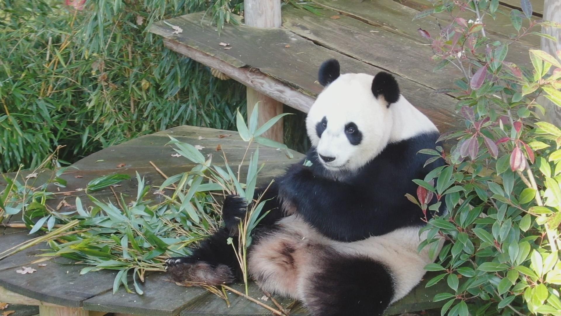 Het echte leven in de dierentuin