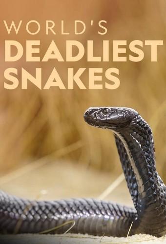 World's Deadliest Snakes