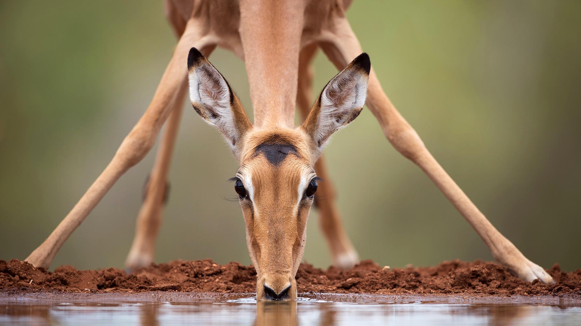 Waterhole: Africa's Animal Oasis